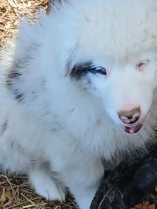 Special needs pup, looking for a loving home - Photo 5