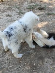 Special needs pup, looking for a loving home - Photo 6
