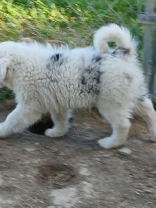 Special needs pup, looking for a loving home - Photo 7