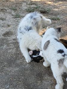 Special needs pup, looking for a loving home - Photo 8