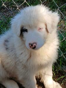 Special needs pup, looking for a loving home - Photo 9
