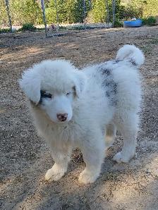 Special needs pup, looking for a loving home - Photo 10