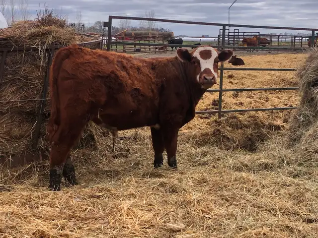 600lb Grass Calf