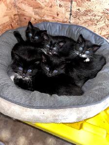 8 week Kittens