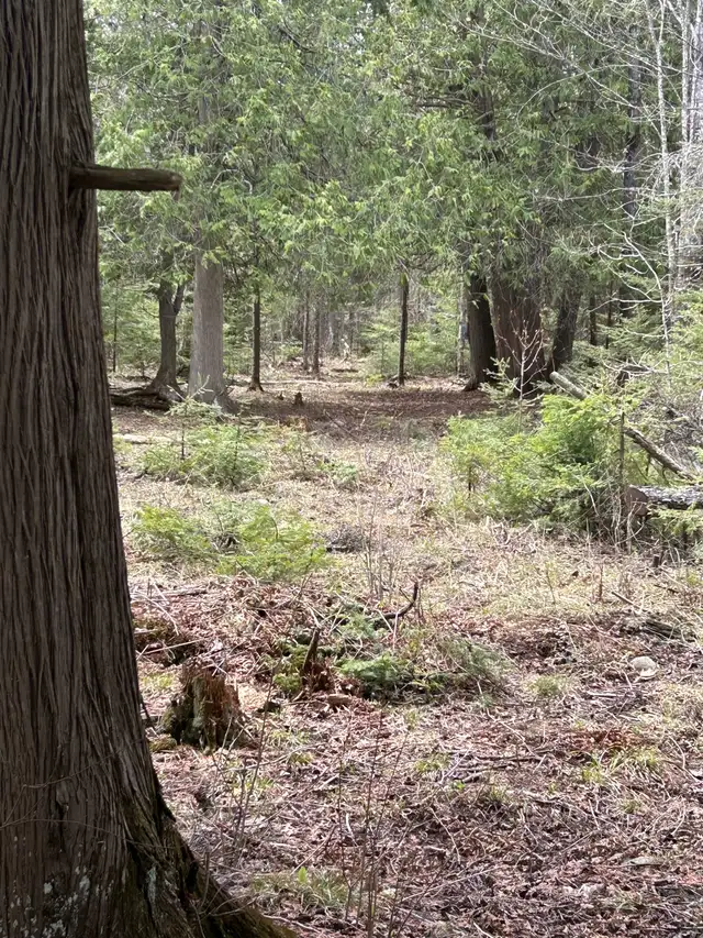 MANITOULIN DEER HUNTING PROPERTY - Photo 2