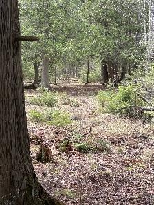 MANITOULIN DEER HUNTING PROPERTY - Photo 2