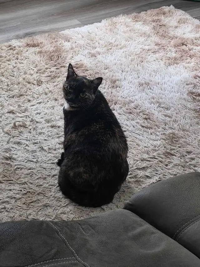 Fixed Female Cat