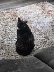 Fixed Female Cat