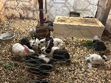 Jeunes lapins