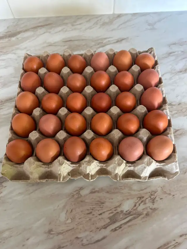 FARM FRESH EGGS