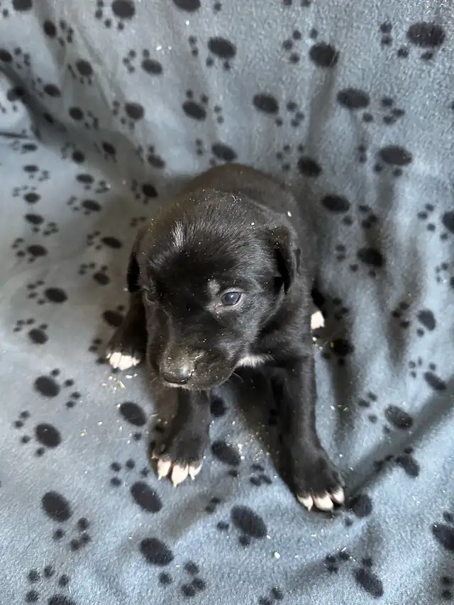 Borador Labrador  x Border collie puppies