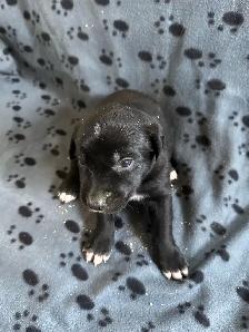 Borador Labrador  x Border collie puppies