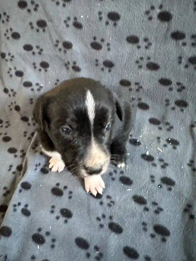 Borador Labrador  x Border collie puppies - Photo 2