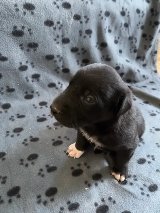 Borador Labrador  x Border collie puppies - Photo 3