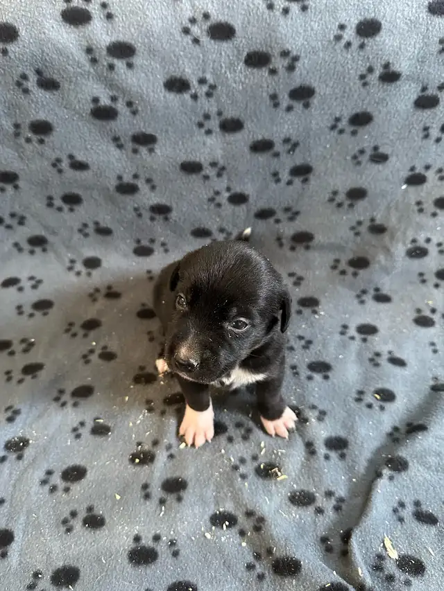 Borador Labrador  x Border collie puppies - Photo 4