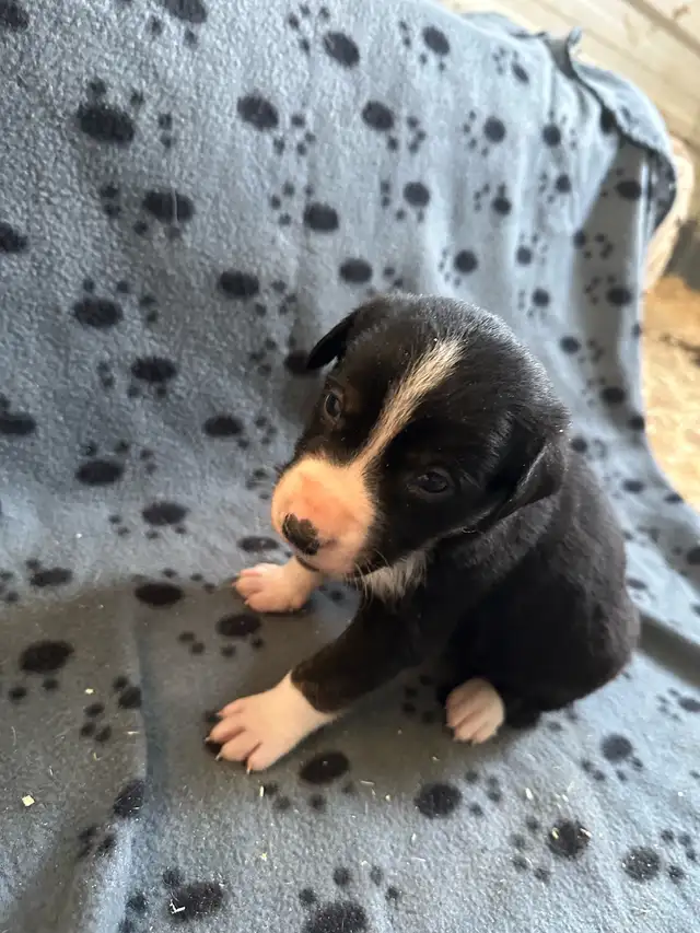 Borador Labrador  x Border collie puppies - Photo 5