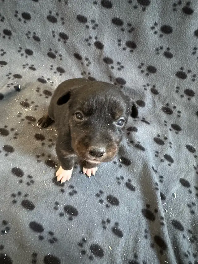 Borador Labrador  x Border collie puppies - Photo 6