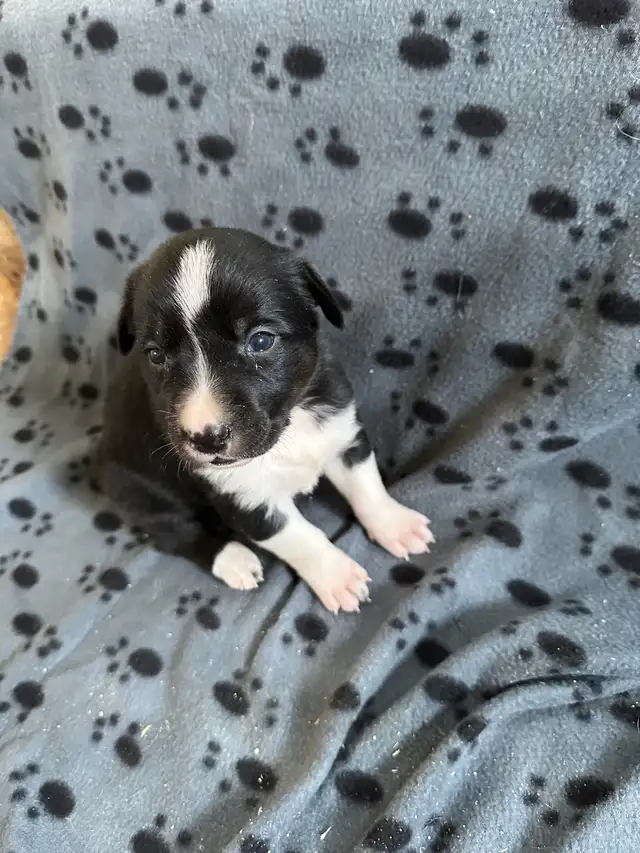 Borador Labrador  x Border collie puppies - Photo 8