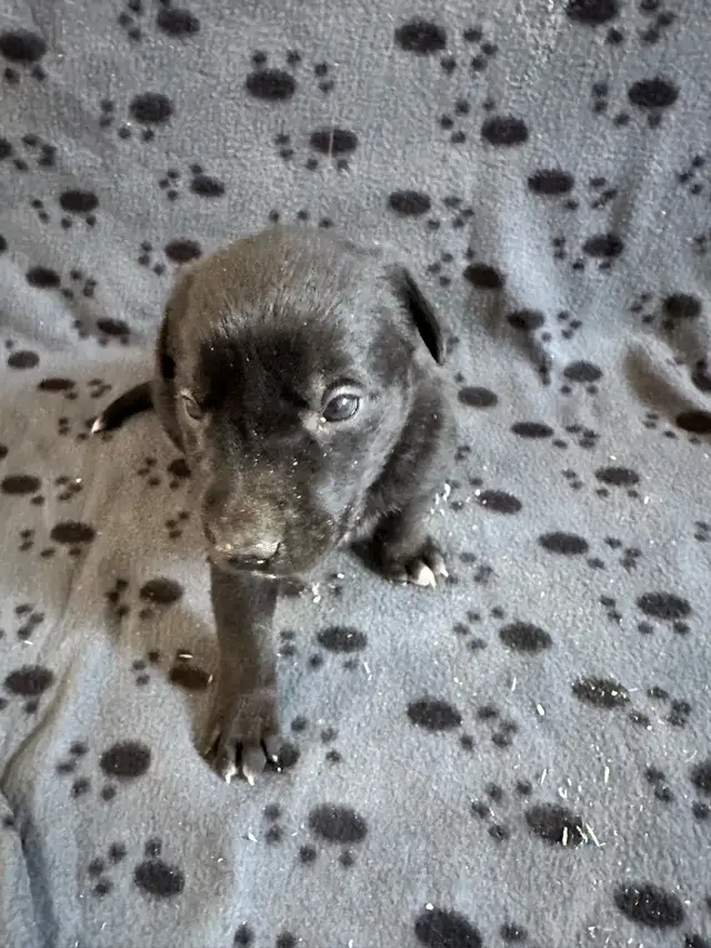 Borador Labrador  x Border collie puppies - Photo 9