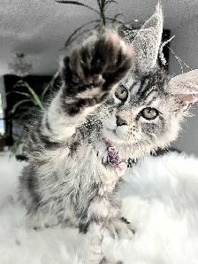 S-A-L-E Maine Coon females
