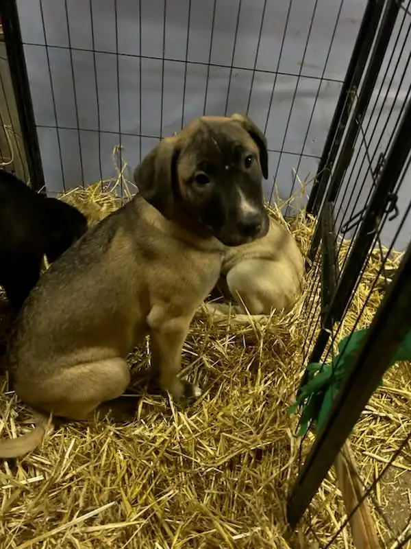 Huge litter! 18 Puppies. Kangal, Greyhound, Caucasian, Corso Mix