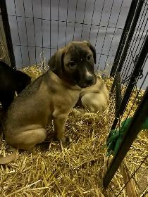 Huge litter! 18 Puppies. Kangal, Greyhound, Caucasian, Corso Mix