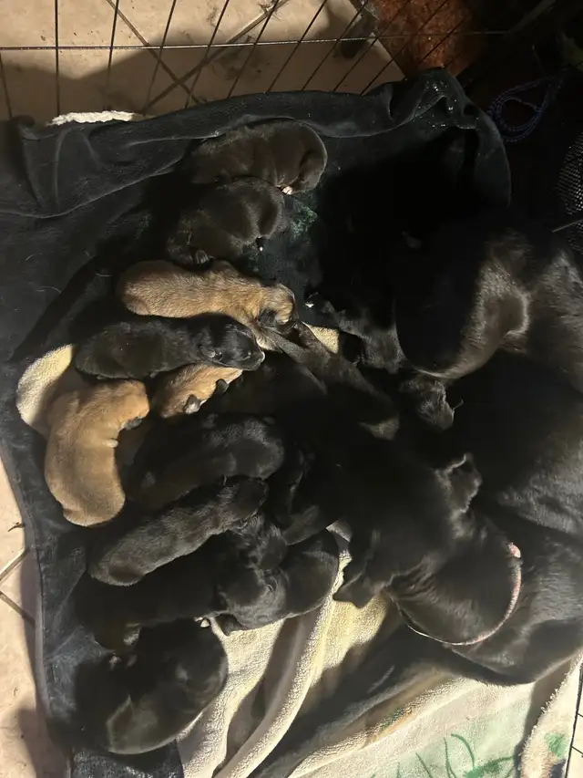 Huge litter! 18 Puppies. Kangal, Greyhound, Caucasian, Corso Mix - Photo 2