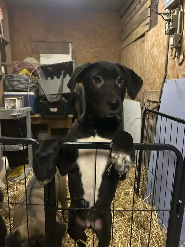 Huge litter! 18 Puppies. Kangal, Greyhound, Caucasian, Corso Mix - Photo 3