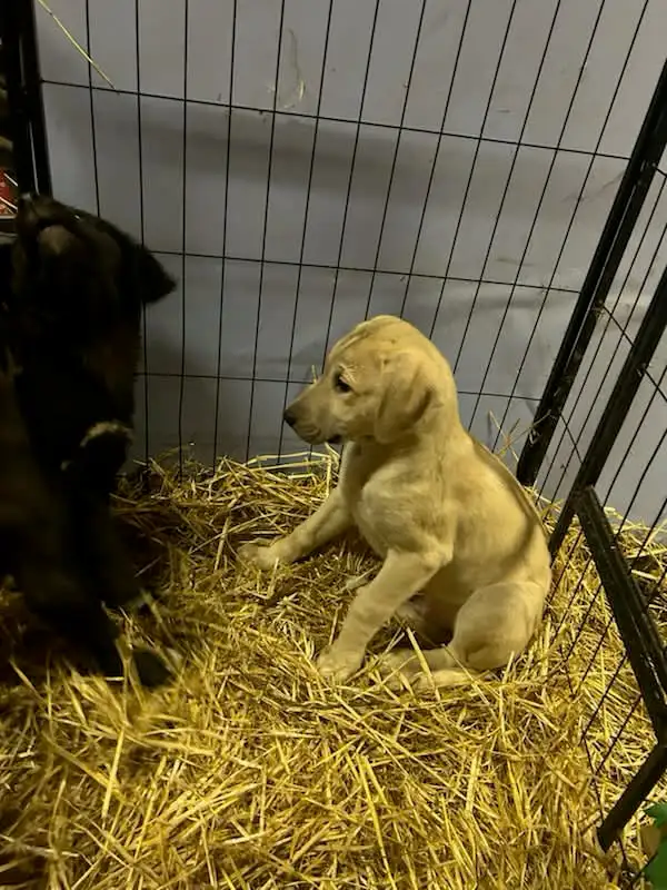 Huge litter! 18 Puppies. Kangal, Greyhound, Caucasian, Corso Mix - Photo 4