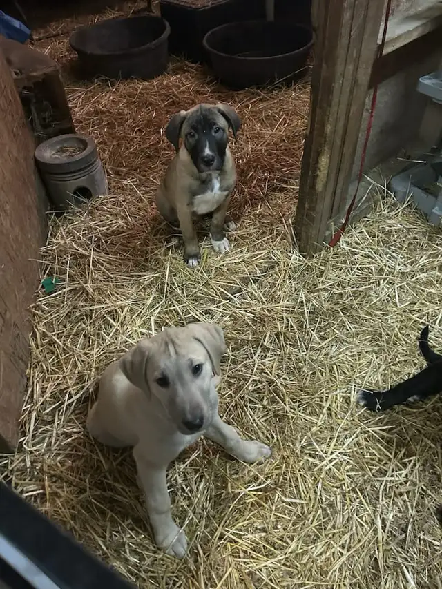 Huge litter! 18 Puppies. Kangal, Greyhound, Caucasian, Corso Mix - Photo 5