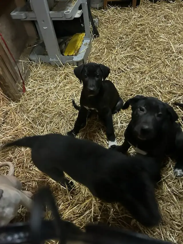 Huge litter! 18 Puppies. Kangal, Greyhound, Caucasian, Corso Mix - Photo 6