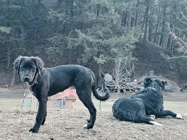Huge litter! 18 Puppies. Kangal, Greyhound, Caucasian, Corso Mix - Photo 8