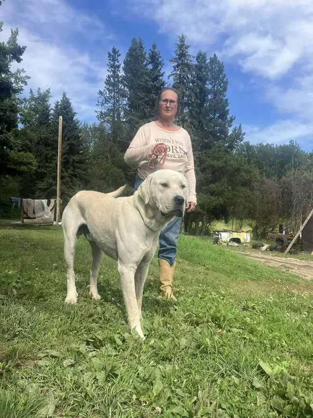 Huge litter! 18 Puppies. Kangal, Greyhound, Caucasian, Corso Mix - Photo 10