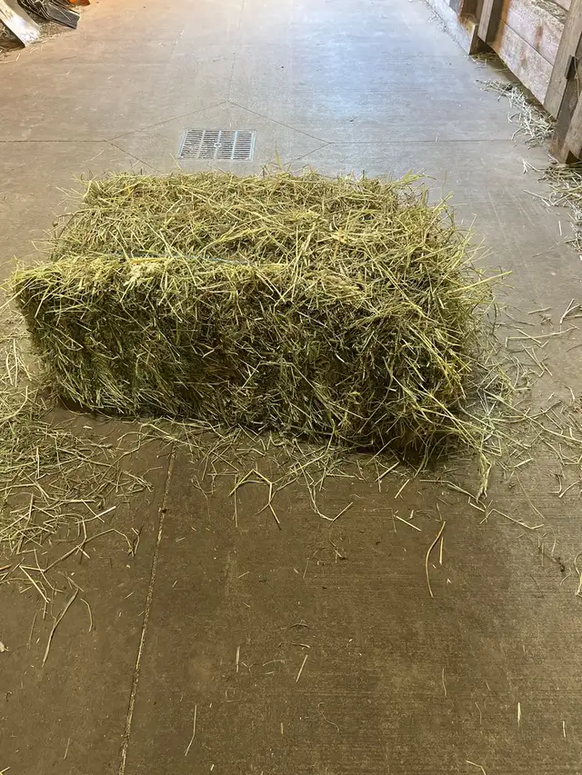 Hay standing field needed