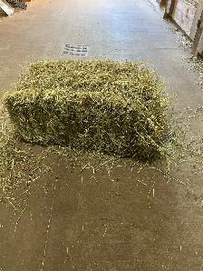 Hay standing field needed