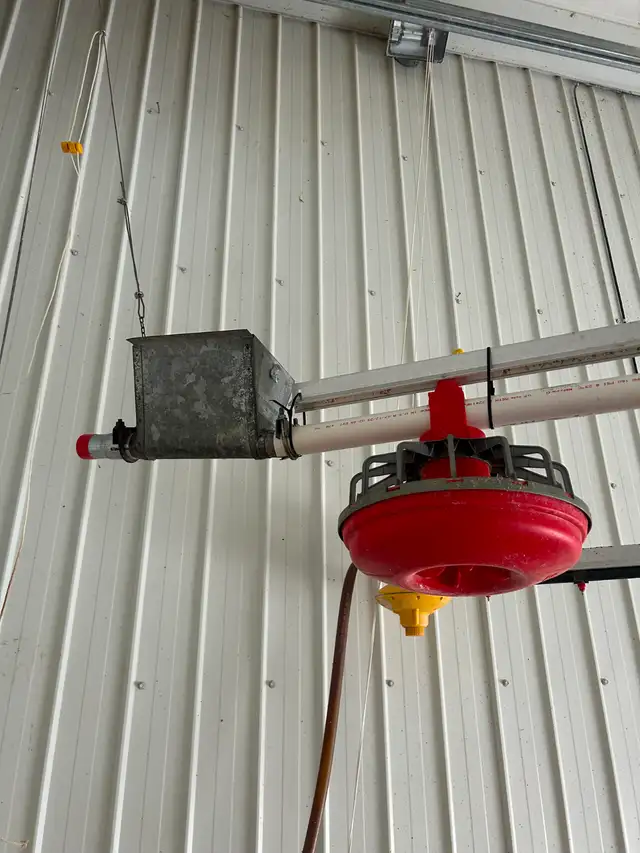 Chicken feed and water line