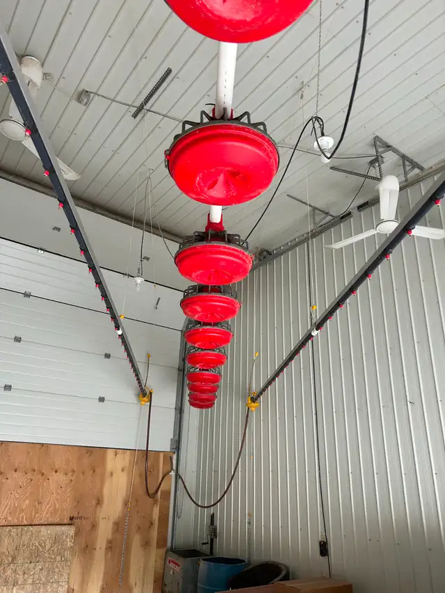Chicken feed and water line - Photo 5