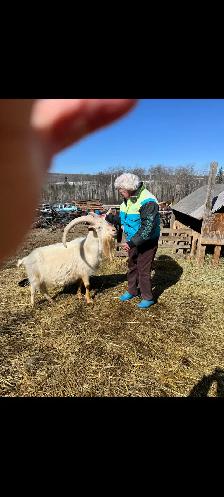 Saanen billie goat