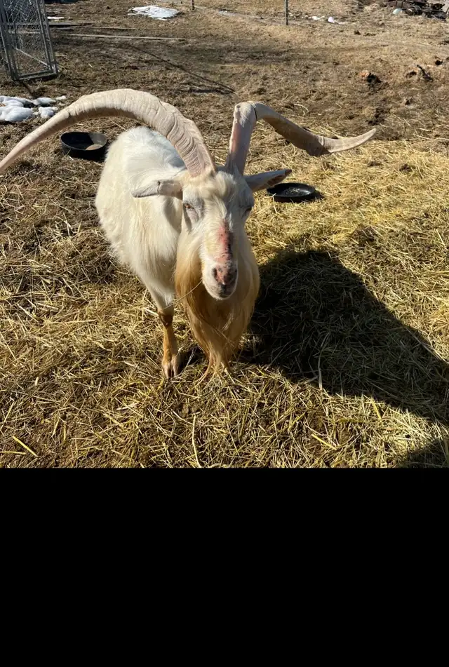 Saanen billie goat - Photo 2