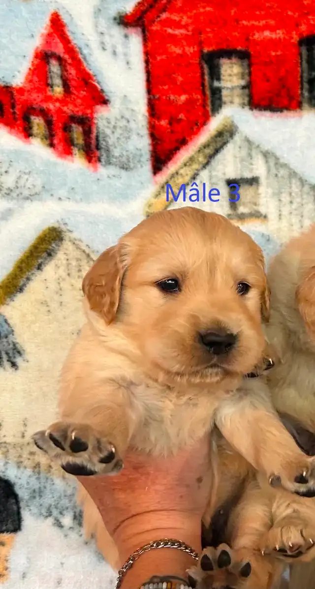 Chiot golden retriever  dispo dans 2 semaines