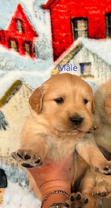Chiot golden retriever  dispo dans 2 semaines