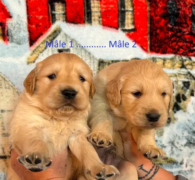 Chiot golden retriever  dispo dans 2 semaines - Photo 2