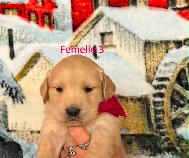 Chiot golden retriever  dispo dans 2 semaines - Photo 3