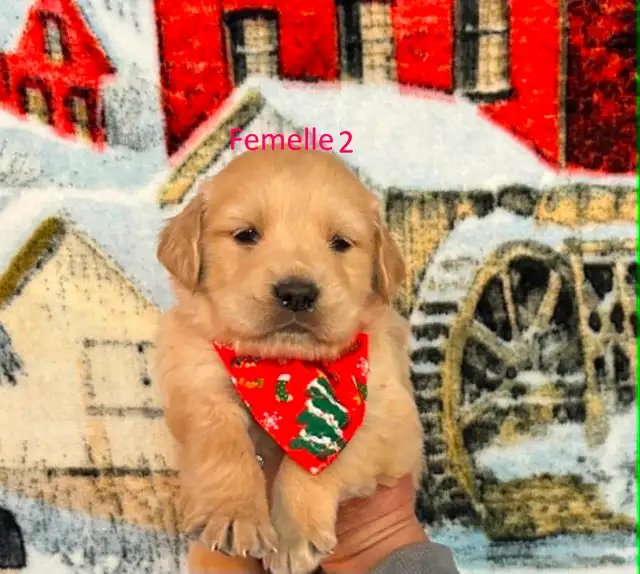 Chiot golden retriever  dispo dans 2 semaines - Photo 4
