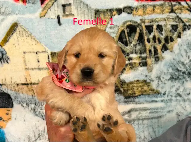 Chiot golden retriever  dispo dans 2 semaines - Photo 5