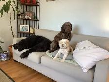 Experience, pet sitter