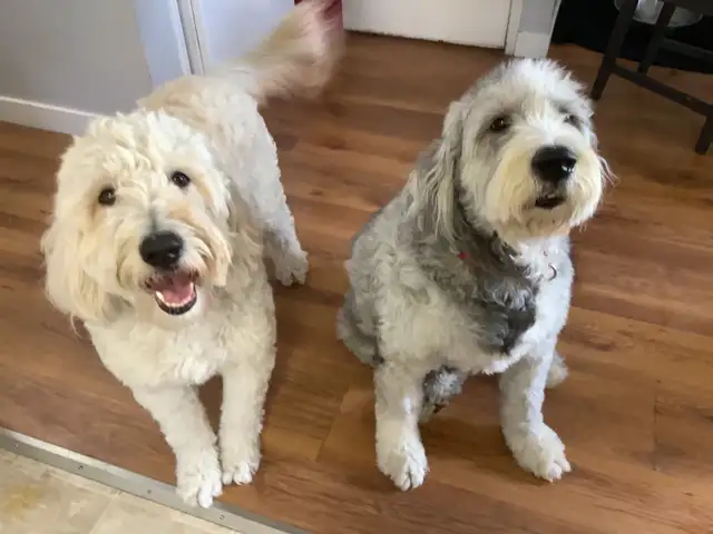 Experience, pet sitter - Photo 4
