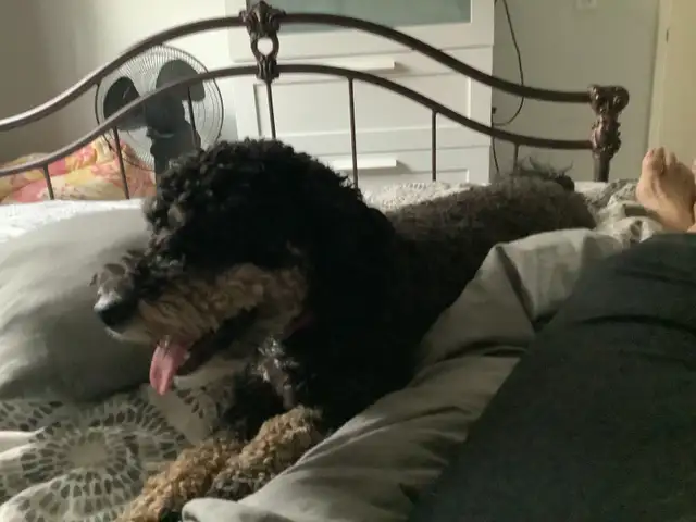 Experience, pet sitter - Photo 10
