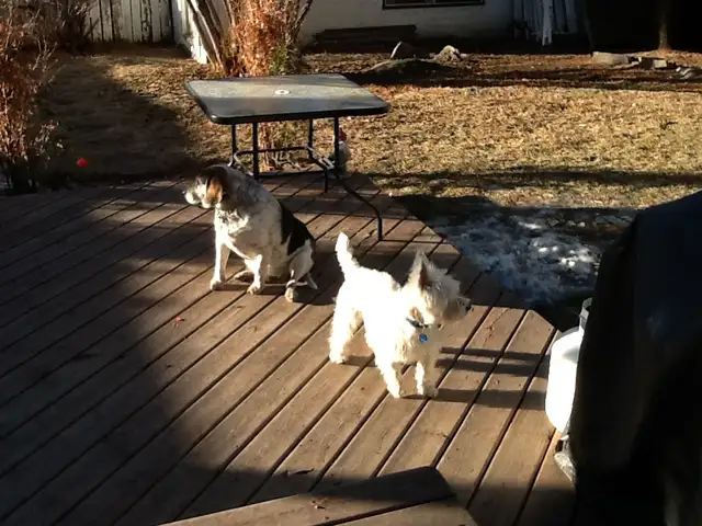 Experience, pet sitter