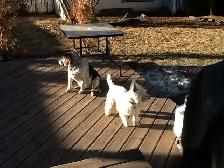 Experience, pet sitter